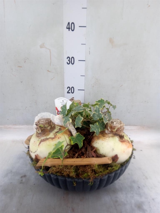 <h4>Arr. Tuinplanten L%</h4>