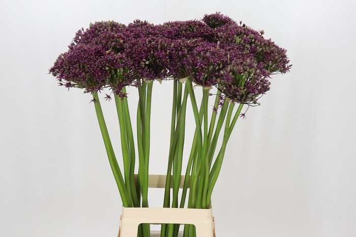 <h4>Allium Cherry</h4>