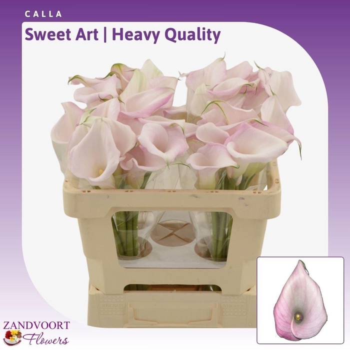 <h4>ZANT SWEET ART</h4>