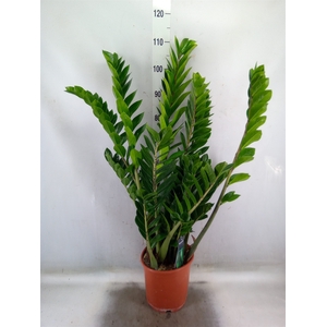 Zamioculcas zamiifolia