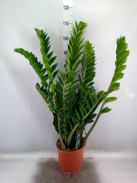 <h4>Zamioculcas zamiifolia</h4>