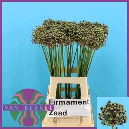 <h4>Allium Zaadbollen</h4>