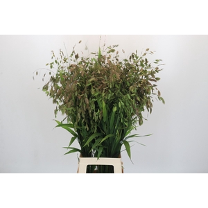 Chasmanthium Green