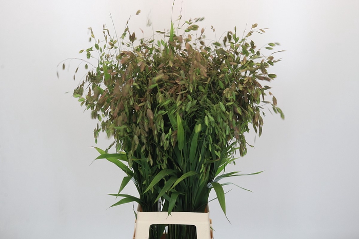 <h4>Chasmanthium Green</h4>
