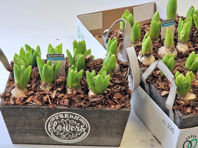 <h4>ARR HYACINTH</h4>