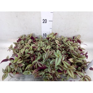 Tradescantia  'Zebra'