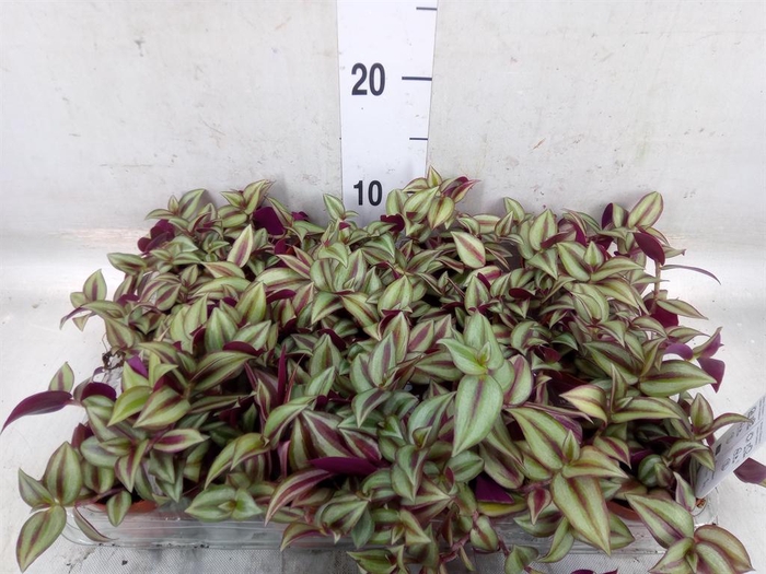 <h4>Tradescantia  'Zebra'</h4>