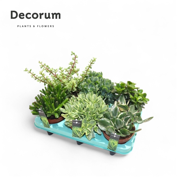 <h4>Crassula Mix (Decorum)</h4>