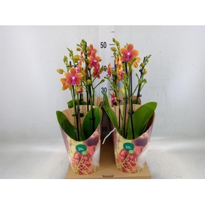 Phalaenopsis multi. 'Ant Bolgheri'