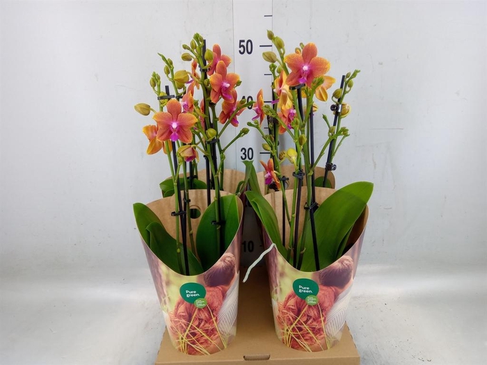 <h4>Phalaenopsis multi. 'Ant Bolgheri'</h4>