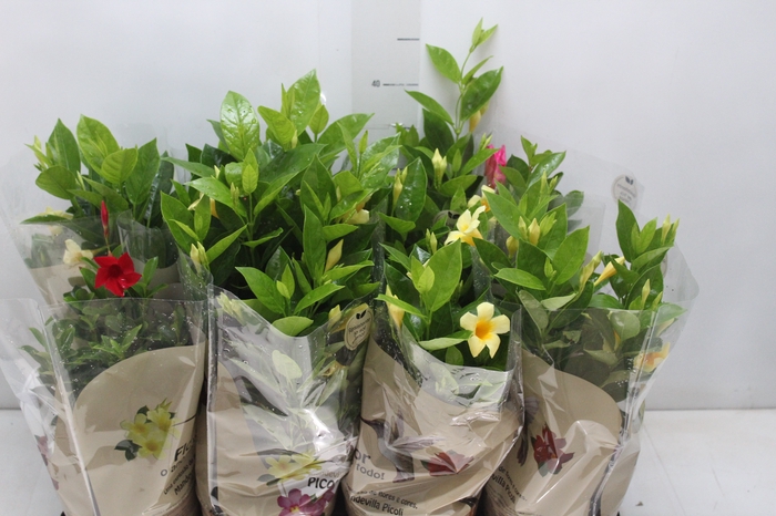 <h4>DIPLADENIA PICOLI P14 VARIADO</h4>