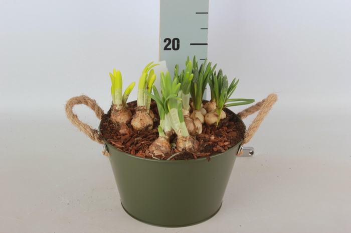 <h4>ARR TUINPLANTEN</h4>