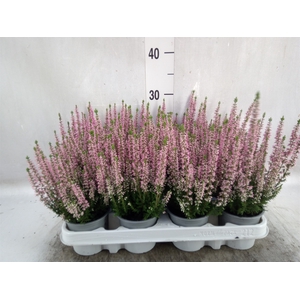 Calluna vulg. 'Beauty L Michelle'