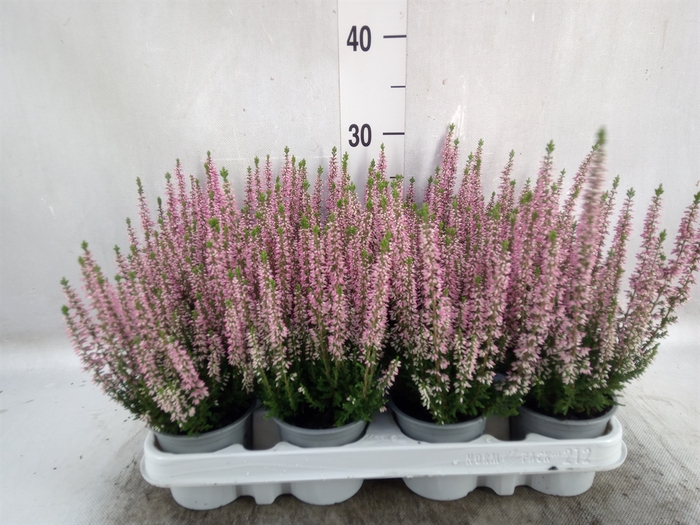 <h4>Calluna vulg. 'Beauty L Michelle'</h4>