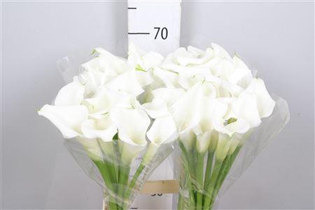 <h4>Zant Crystal Blush</h4>
