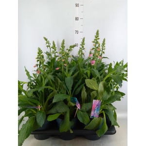 Digitalis  'Pink Panther'