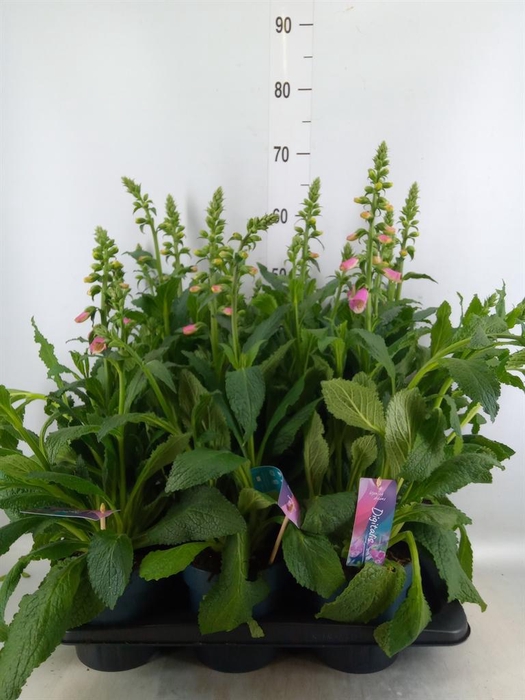 <h4>Digitalis  'Pink Panther'</h4>
