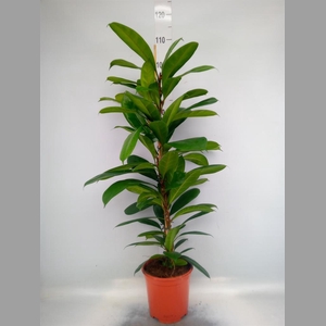 Ficus cyathistipula