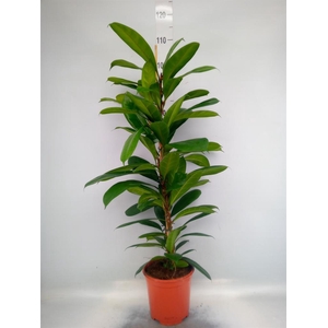 Ficus cyathistipula