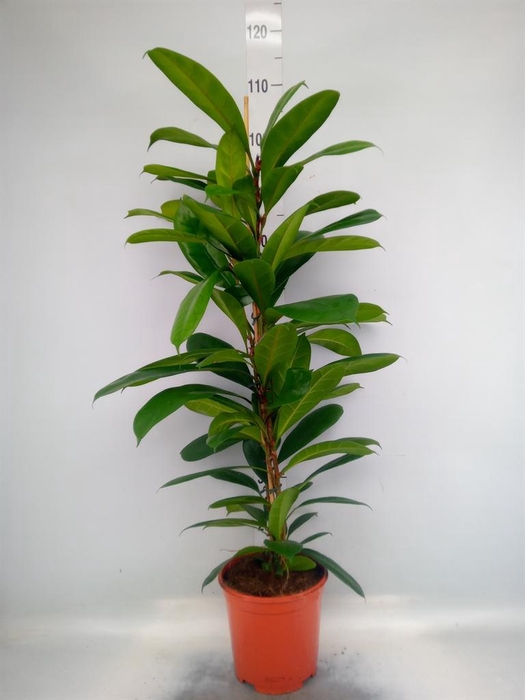 <h4>Ficus cyathistipula</h4>