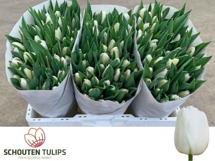 <h4>TU EN WHITE MARVEL</h4>