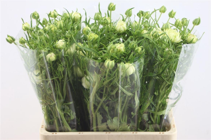 <h4>Ran. Moderna Galaxy</h4>