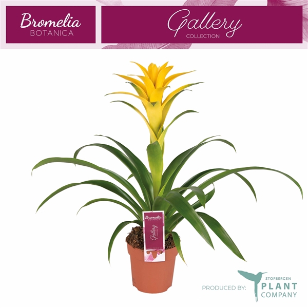 <h4>Guzmania 'Desire'</h4>