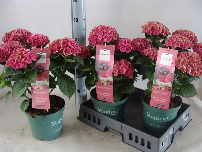 <h4>Hydrangea mac. 'Magical Amethyst'</h4>