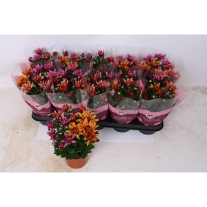 CHRYS ART JEF GEM IP