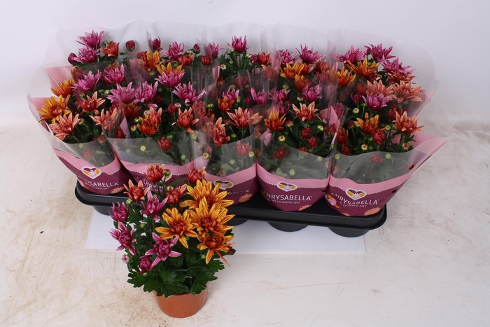 <h4>CHRYS ART JEF GEM IP</h4>