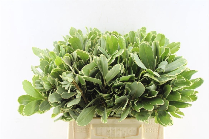 Pittosporum Ilan