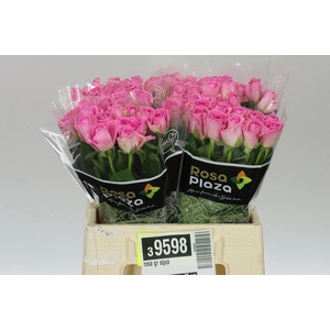 Rosa Gr Aqua Imp