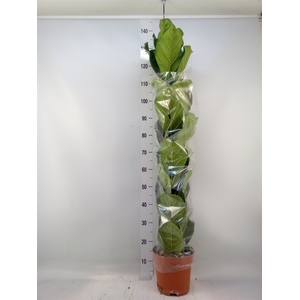 Ficus lyrata
