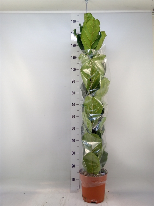 <h4>Ficus lyrata</h4>
