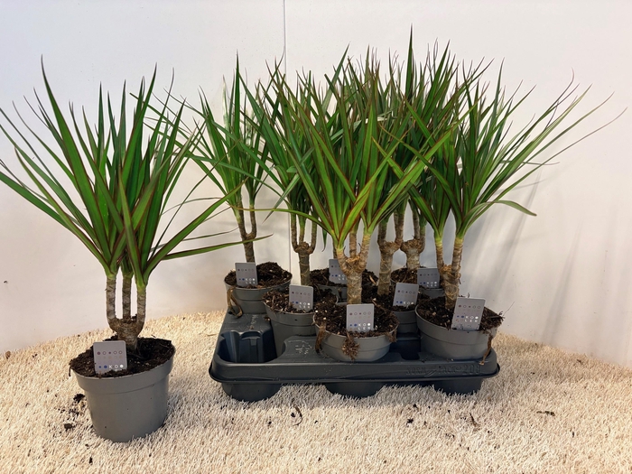 <h4>DRA MARGINATA</h4>