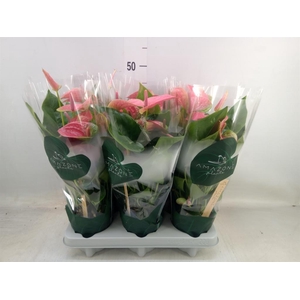 Anthurium andr. 'Sweet Dream'