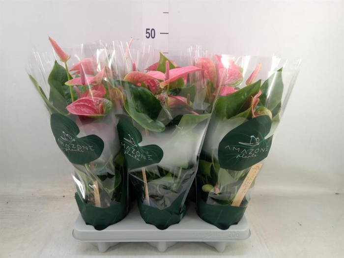 <h4>Anthurium andr. 'Sweet Dream'</h4>
