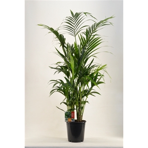 KENTIA - P24 H160 - 8PP (Howea forsteriana)