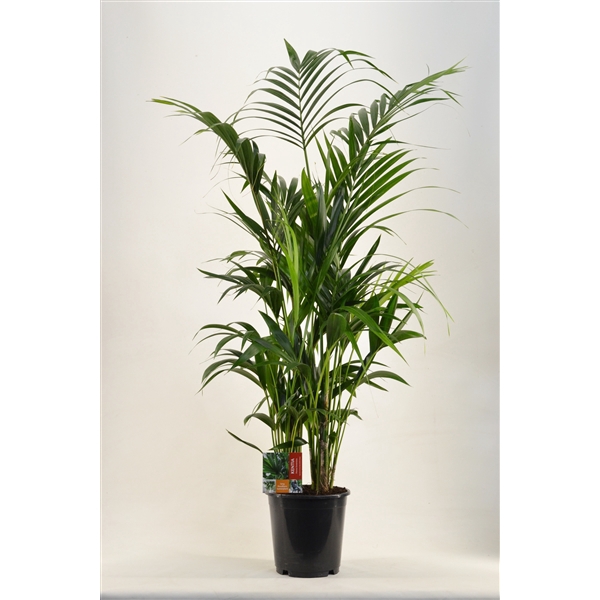 <h4>KENTIA - P24 H160 - 8PP (Howea forsteriana)</h4>