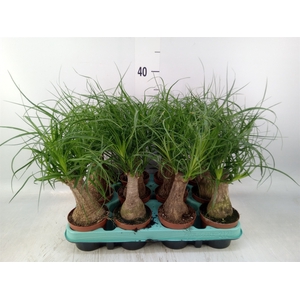 Beaucarnea recurvata