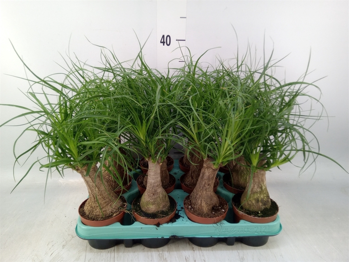<h4>Beaucarnea recurvata</h4>