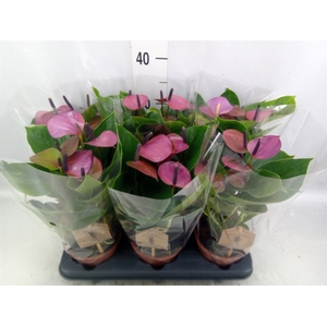 Anthurium  'Baby Purple'