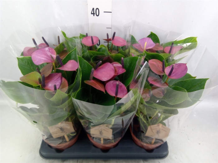 Anthurium  'Baby Purple'