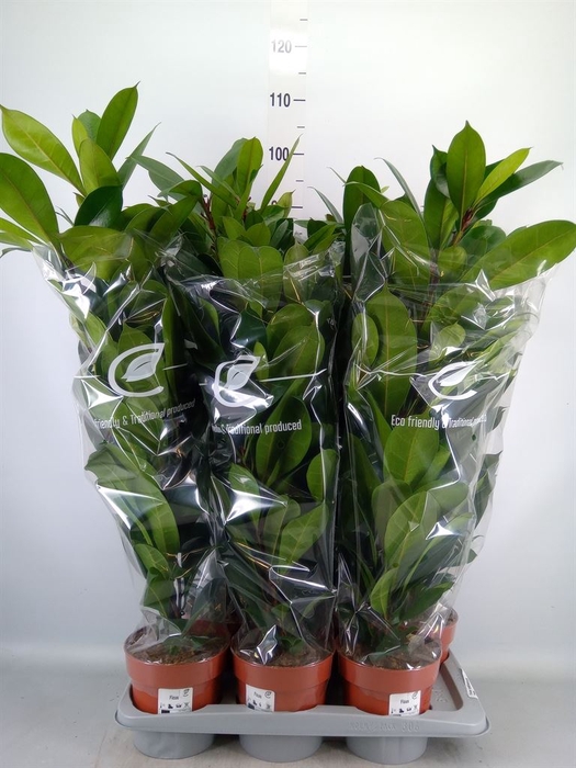 <h4>Ficus cyathistipula</h4>