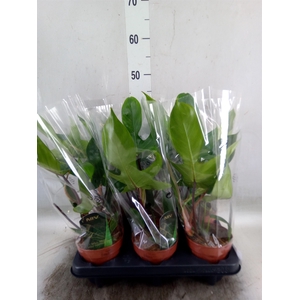 Philodendron   ...