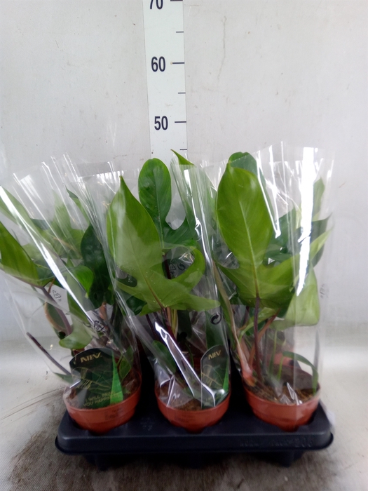 <h4>Philodendron   ...</h4>