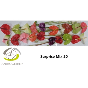 Anthurium mix