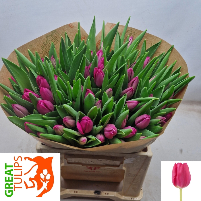 <h4>TU EN PINK ARDOUR</h4>