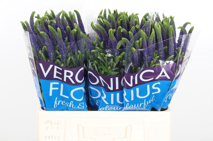 <h4>Veron Smart Navy</h4>