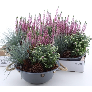 ARR TUINPLANTEN